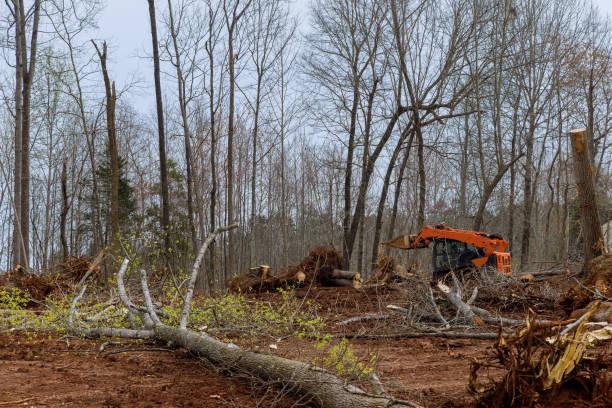 Best Arborist Consultation Services  in New York Mills, NY